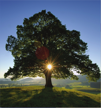 Sunrise through tree: Martin Ruegner/Getty Images